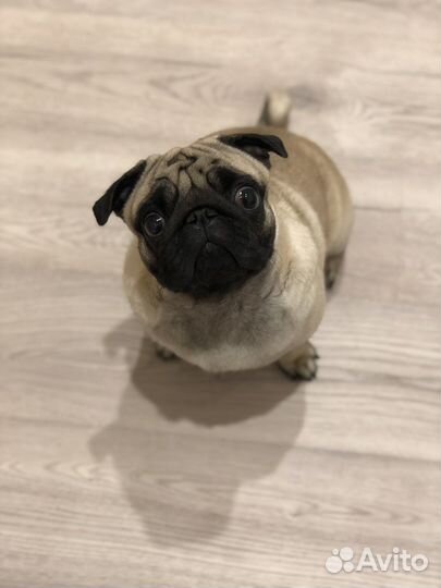 Вязка мопса - кобель