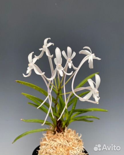Орхидея.Neofinetia falcata