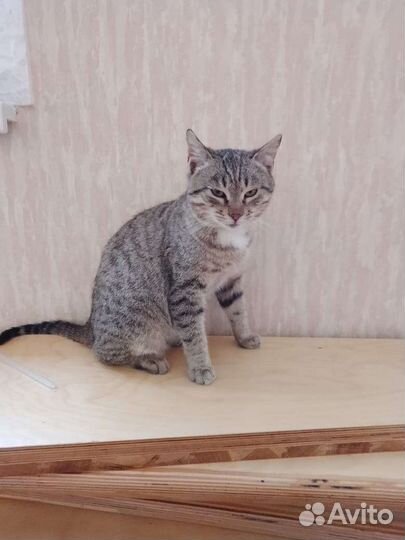 Котик мальчик в добрые руки