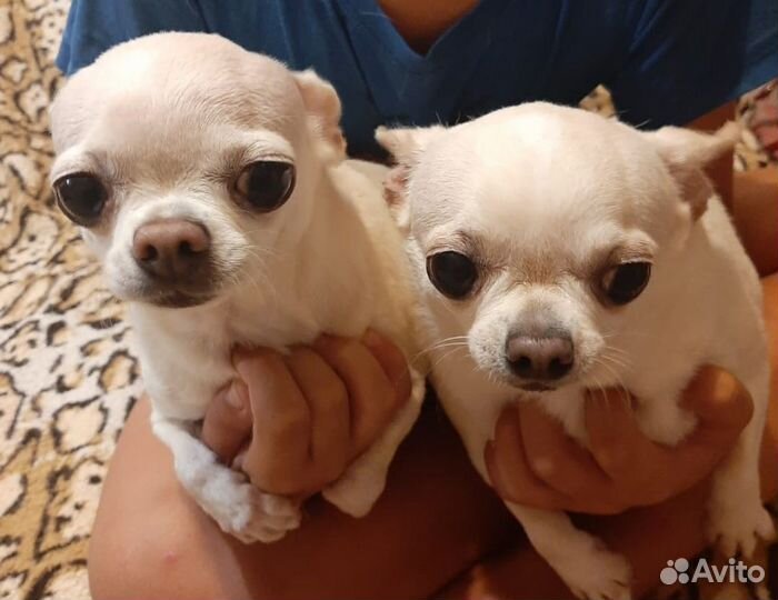 Взрослые девочки