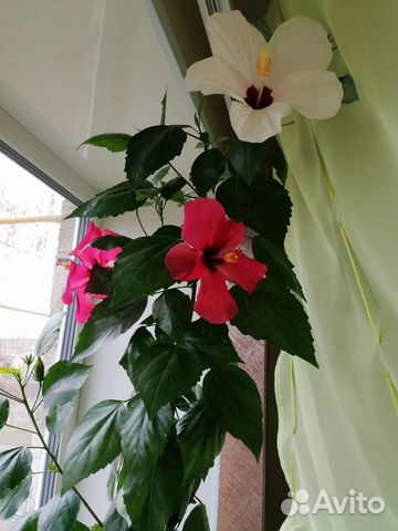 Гибискус, китайская роза