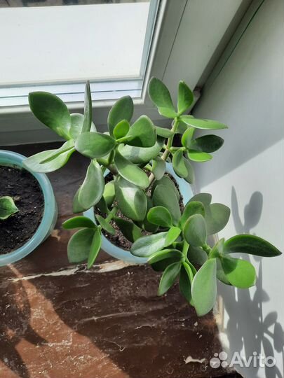 Толстянка красула денежное дерево