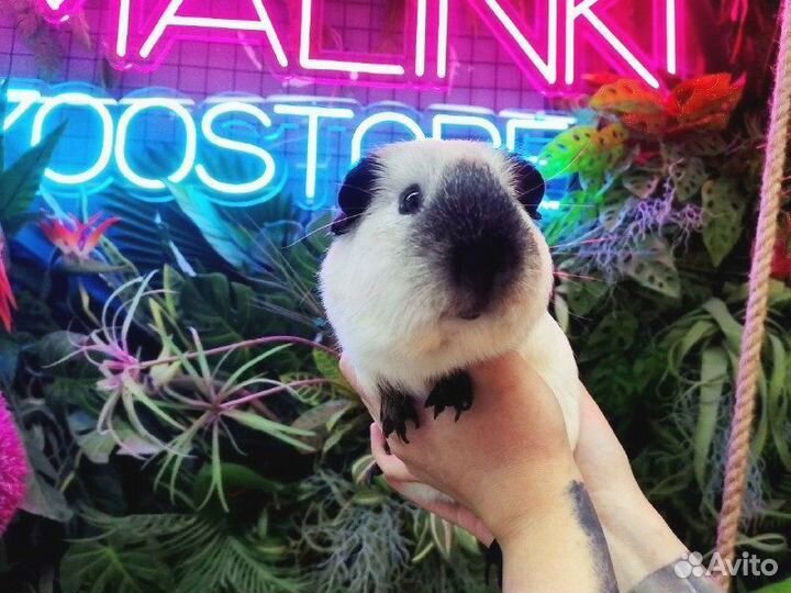 Калифорнийская морская свинка