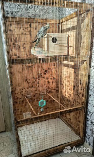 Попугаи корелла с клеткой ручные