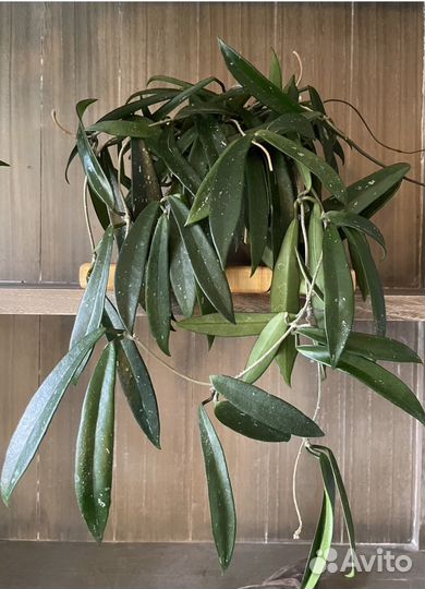 Хойя минибель