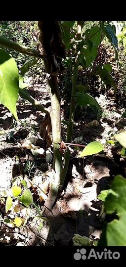 Гибискус травянистый