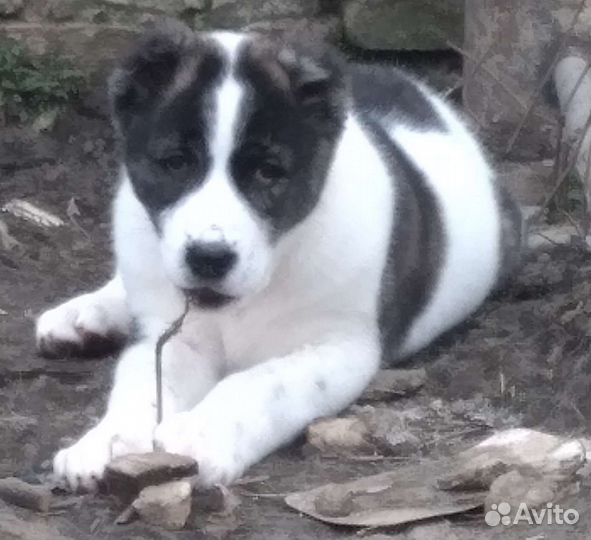 Среднеазиатская овчарка алабай щенки