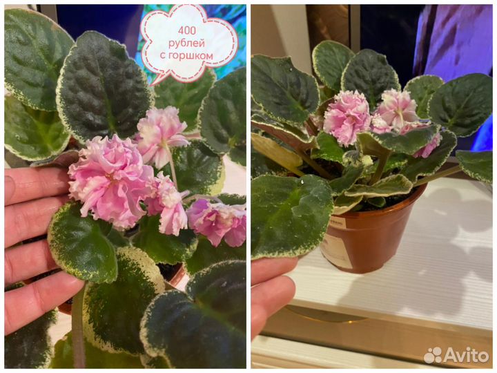 Сортовые фиалки