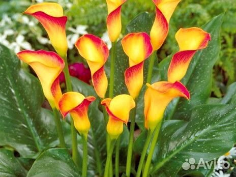 Клубни каллы