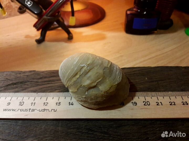 Окаменелость Грифея