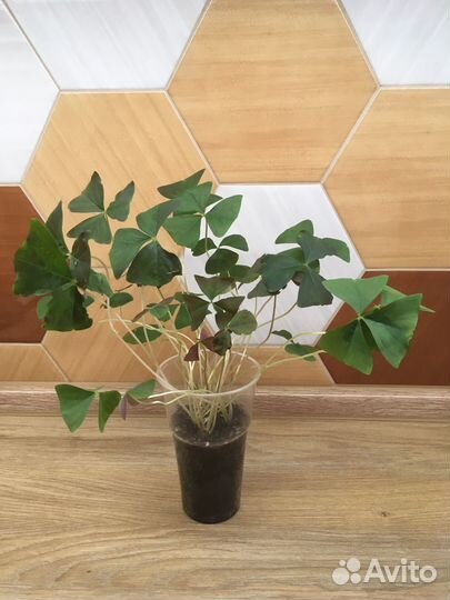 Кислица (оксалис) зеленая