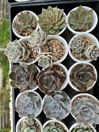 Суккуленты, грунт