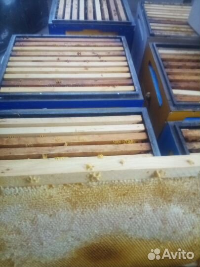 Медовые рамки для подкорма пчел разнотравье