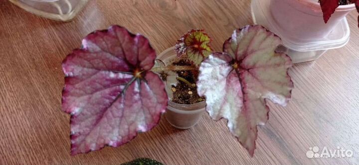Бегония декоративно лиственная
