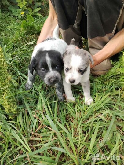 Отдам щенка