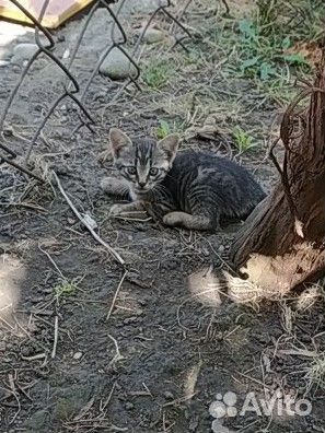 Котята в добрые руки бесплатно