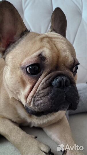 Французский бульдог кабель вязка