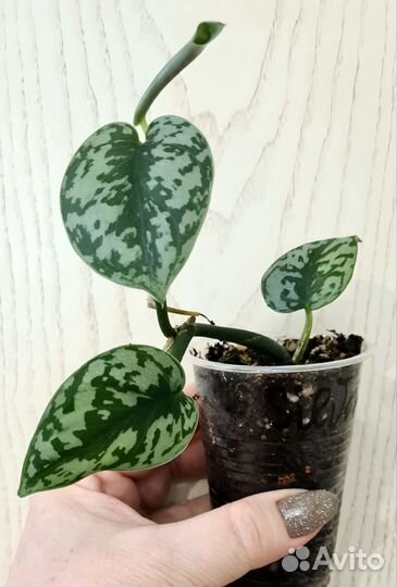 Сциндапсус Silver Lady