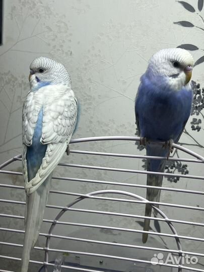 Волнистый попугай самец