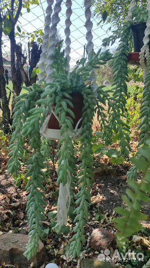 Суккулент Седум Моргана