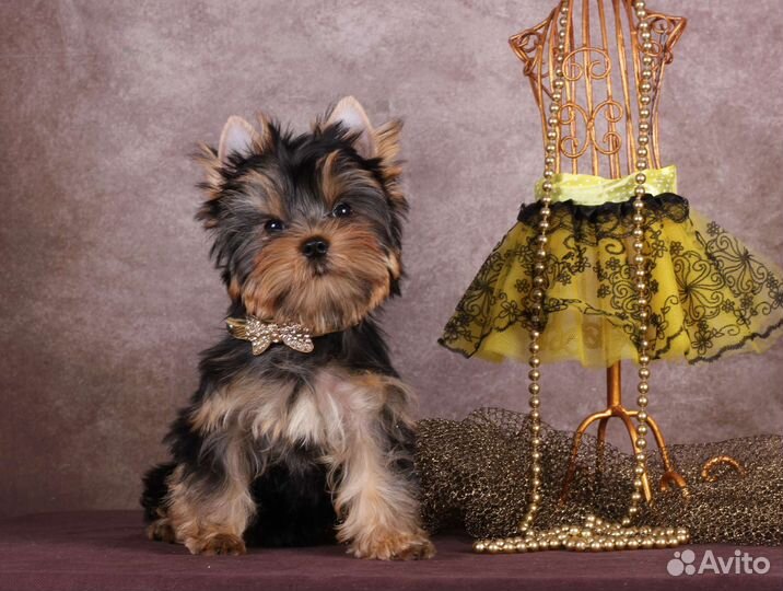 Стандартная девочка