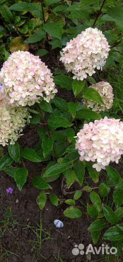 Гортензия мэджикал свит саммер