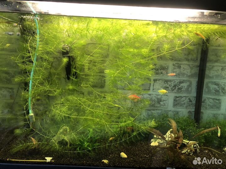Аквариум 120 литров