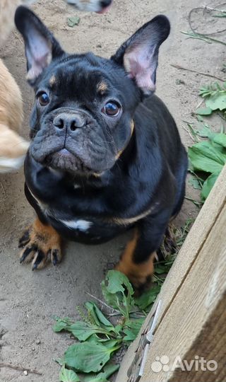 Французский бульдог