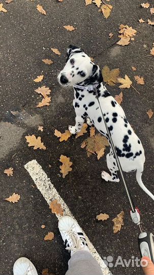 Выгул собак