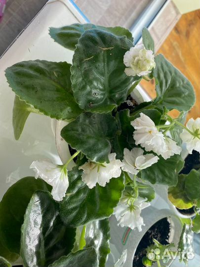 Фиалка в горшках