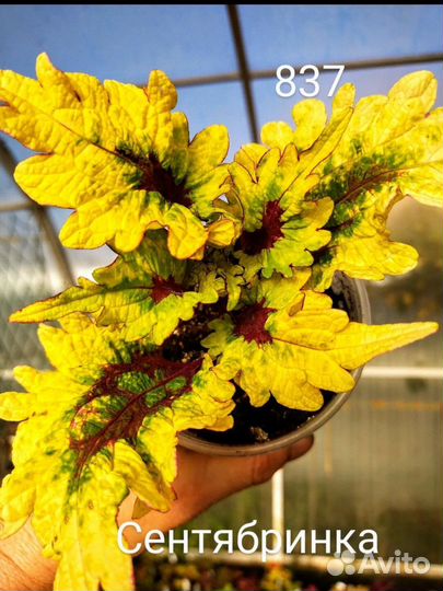 Колеусы новинки