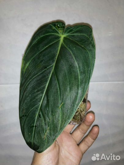 Филодендрон Меланохризум