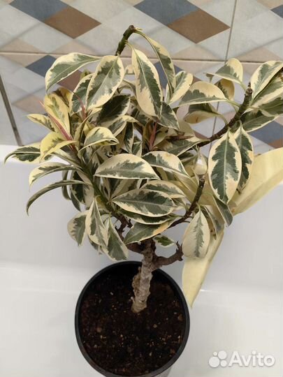 Фикус мелани вариегатный взрослый и черенок
