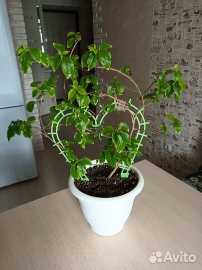 Бугенвиллия взрослая