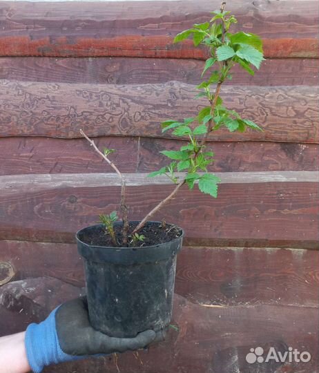 Малина много сортов