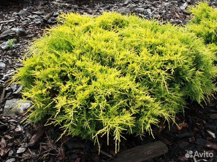 Можжевельник олд голд