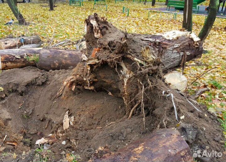 Спил и удаление деревьев