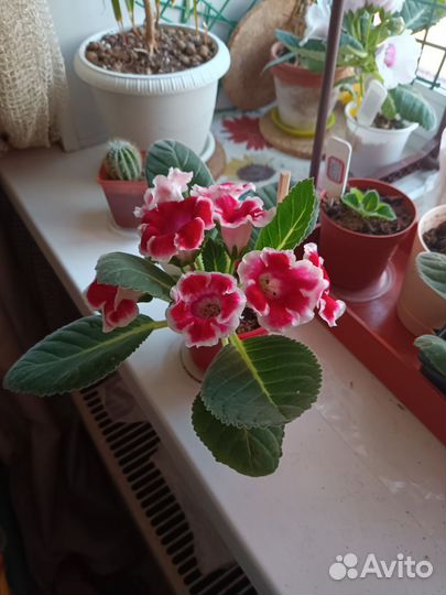 Глоксиния, разные сорта