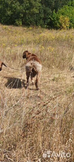 Курдючные бараны овцы