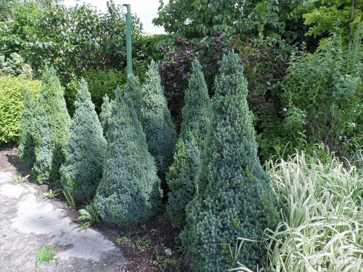 Ель Сандерс Блю