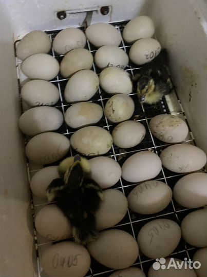 Продаю инкубационное яйцо индоутки (мускусной)