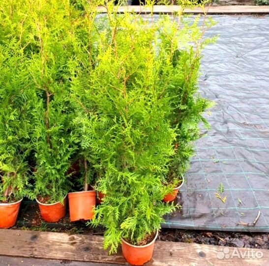 Туя живая купить