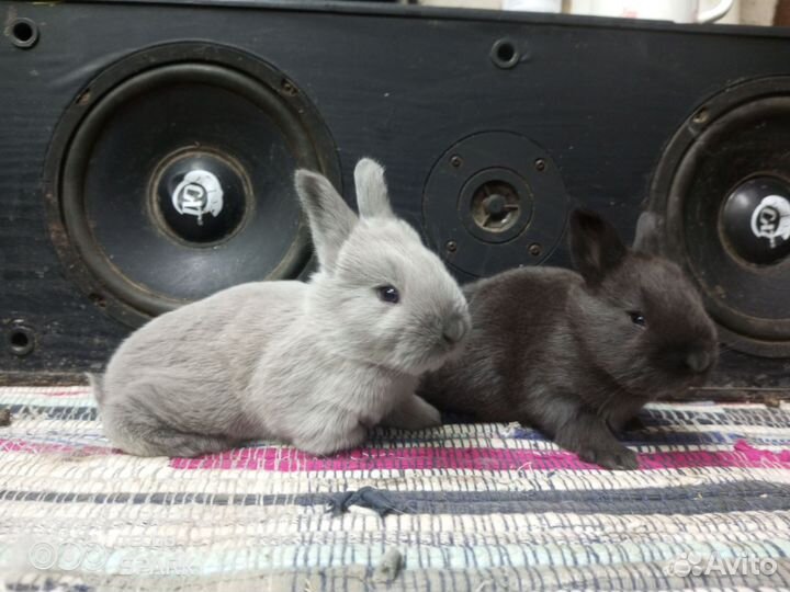 Кролики Советский мардер
