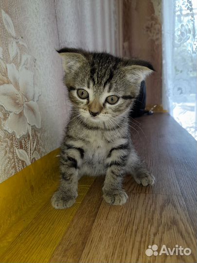 Котик бесплатно