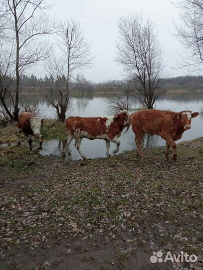 Коровы и телята