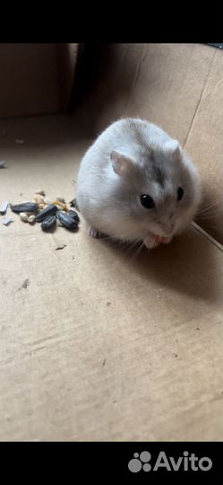 Джунгарский хомяк с клеткой шар корм поильник