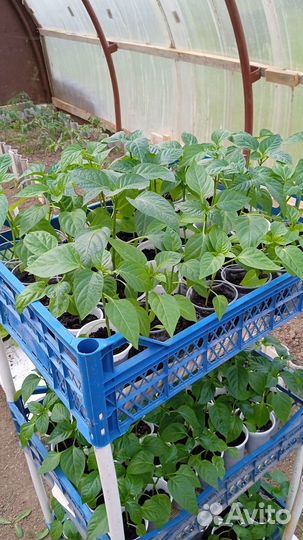 Рассада перца