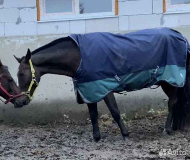 Попона для лошади 135
