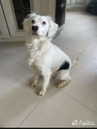 Снежка ищет добрые руки