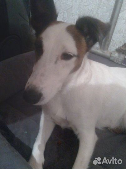 Фокстерьер в добрые руки